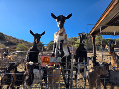 Fund the farm